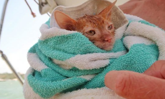 奇妙的命运安排 小浪猫成为环游世界的水手猫 奇妙的命运安排 小浪猫成为环游世界的水手猫