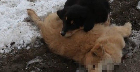 小黄狗不慎被车辆撞死 黑狗同伴陪伴久久不肯离去 小黄狗不慎被车辆撞死 黑狗同伴陪伴久久不肯离去