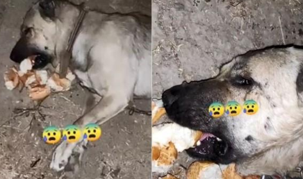 狗狗嘴含面包倒地，主人以为被毒害，一揪项圈它一脸懵