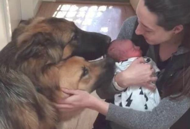 狼犬很激情的迎来宝妈妈回家了，见到宝宝后，这两支狼犬的反映太暖