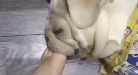 狗狗睡觉打呼噜,主人感觉很吵,立即把脚伸进去塞住! 狗狗睡觉打呼噜,主人感觉很吵,立即把脚伸进去塞住!