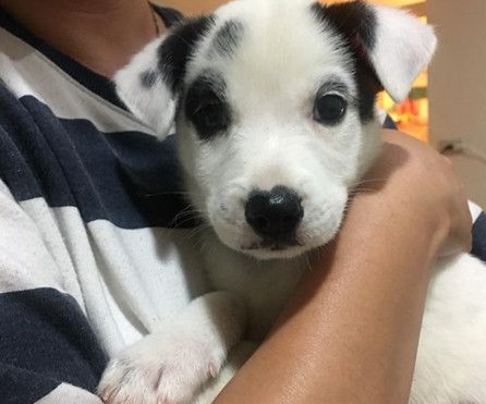 米克斯去医院看医生超乖离开时发现脚汗狂流 宠界新闻