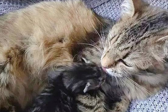 猫怀孕了，宠主答应给3个朋友送猫，结果生了一只，猫：别碰我儿