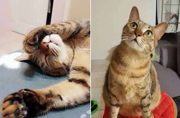 喵星人飞扑电视准备接球 好激动的应援团猫