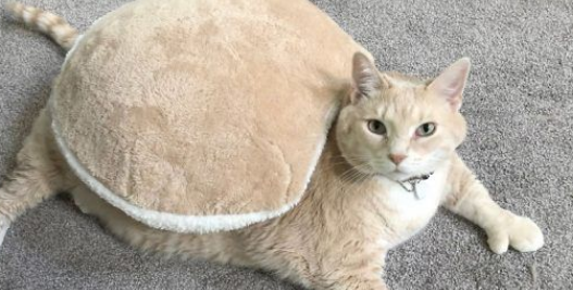爱猫情侣想收养第三只猫 意外被一只橘喵吉拉吸引