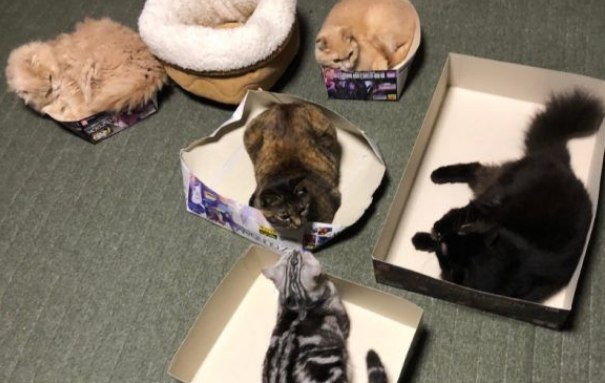 五猫无视舒适睡窝 对纸箱却情有独钟