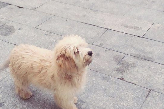 流浪犬痴痴地望着店内，看着它在苦苦等待的模样，女生这下被打动