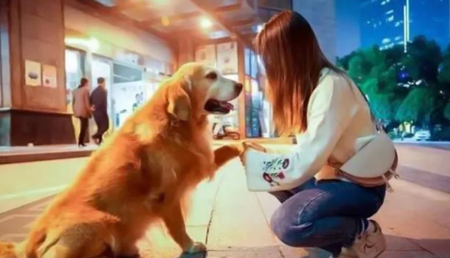 那只让全国网友泪崩的搜救犬退役后,竟被宠成了爱拆家的铁憨憨! 那只让全国网友泪崩的搜救犬退役后,竟被宠成了爱拆家的铁憨憨!
