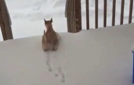 外边下雪了狗狗还想出去玩，結果刚外出就被冻得回去跑，狗：冻脚