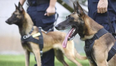 假如还有机会,此生我只想养一只“马犬” 假如还有机会,此生我只想养一只“马犬”