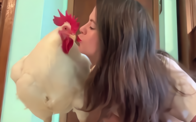 女子养了一只公鸡当宠物，不光会撒娇卖萌，还会弹琴！
