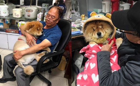 超黏阿公鬆狮犬 逐渐取得正宫女儿地位 超黏阿公鬆狮犬 逐渐取得正宫女儿地位