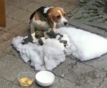 生产完的比格犬,和小狗一起被弃养,面对食物妈妈的反应让人泪目 生产完的比格犬,和小狗一起被弃养,面对食物妈妈的反应让人泪目