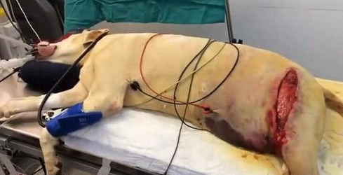 狗狗的腿部被人砍了大口子 这种场景让人发指
