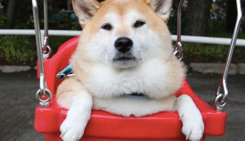 柴犬非常喜爱荡秋千，要是一慢下来就一副哭丧脸，主要表现太真正了