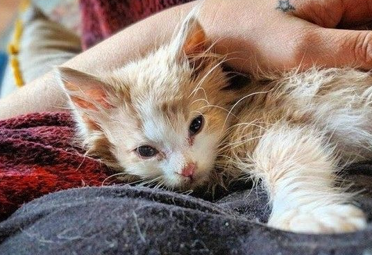 彻夜抱小猫不放弃希望 隔天早上见到奇迹发生