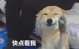 主人有意不理睬柴犬狗狗，柴犬微微一笑，一瞬间把人萌翻了