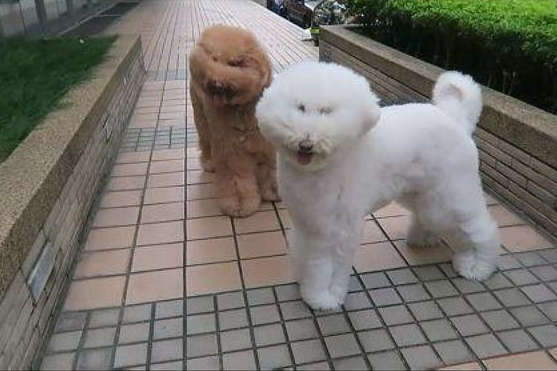 外边的风太大,贵宾犬的眼睛都被吹遮上了,狗:母亲我要回家! 外边的风太大,贵宾犬的眼睛都被吹遮上了,狗:母亲我要回家!
