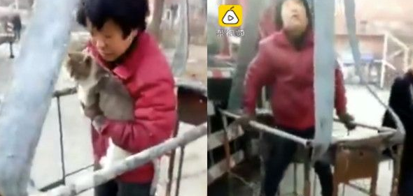 猫咪被困10尺高树上 热心阿姨自掏腰包雇吊车援救