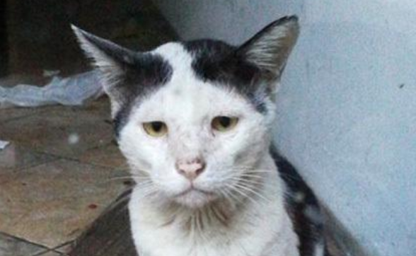 猫咪被困倒闭餐厅,女孩谴责无良老板,想不到罪魁祸首猫咪自己 猫咪被困倒闭餐厅,女孩谴责无良老板,想不到罪魁祸首猫咪自己