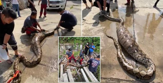 发现两只失踪的宠物狗……在 22 英尺蟒蛇的腹部