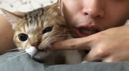 主人早安吻猫咪满脸 只为叫醒猫咪让它起床 主人早安吻猫咪满脸 只为叫醒猫咪让它起床