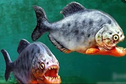 听起来很吓人的食人鲳,饲养是不是很困难?