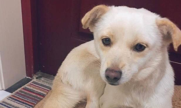 寒风凛冽流浪犬跑来楼道供暖,还将头埋在身体里,样子叫人心痛 寒风凛冽流浪犬跑来楼道供暖,还将头埋在身体里,样子叫人心痛