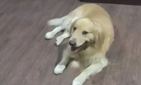 金毛不愿吃水果,主人家说不吃就揍你,接着金毛个人行为令人笑喷了 金毛不愿吃水果,主人家说不吃就揍你,接着金毛个人行为令人笑喷了
