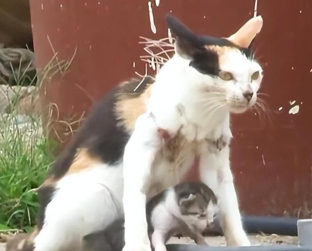 猫妈妈和小猫被渔网缠住,伤痕累累的它们幸运获救 猫妈妈和小猫被渔网缠住,伤痕累累的它们幸运获救