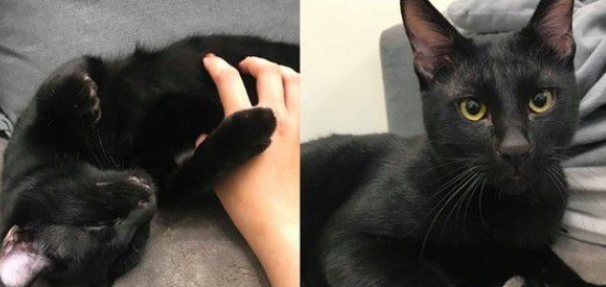黑猫自己开柜子找寻罐罐痕迹 咦?罐罐在哪咧