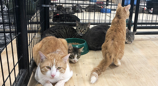 200只猫惨遭虐杀 猫死塞爆冰箱 虐猫房间曝光