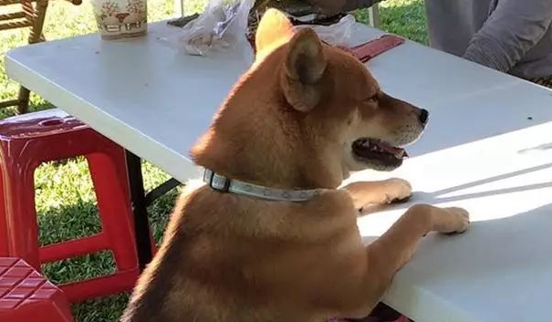 商场禁止带上宠物入内,柴犬饲主灵机一动,想到了那样一个方法! 商场禁止带上宠物入内,柴犬饲主灵机一动,想到了那样一个方法!