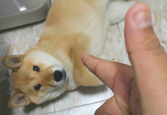 深夜起來上厕所，拉开洗手间门被柴犬吓了一跳，它竟然在地上