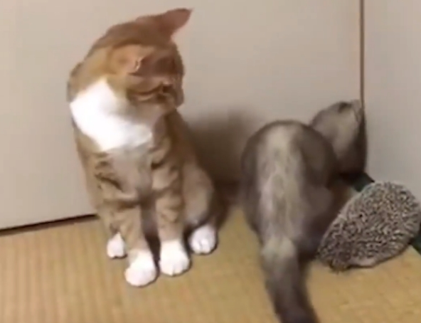新来的伙伴到底是什么？ 橘猫超怪异姿势迎接新朋友