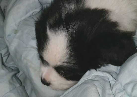 流浪犬肚子饿一天也没有人了解，女生喂个包子后，小家伙猛然一脸感谢
