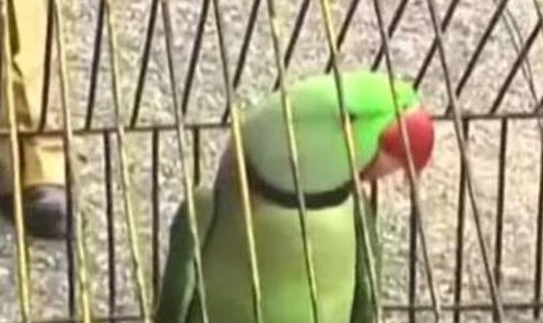 鹦鹉辱骂八旬老妇遭逮捕 疑似被主人教唆