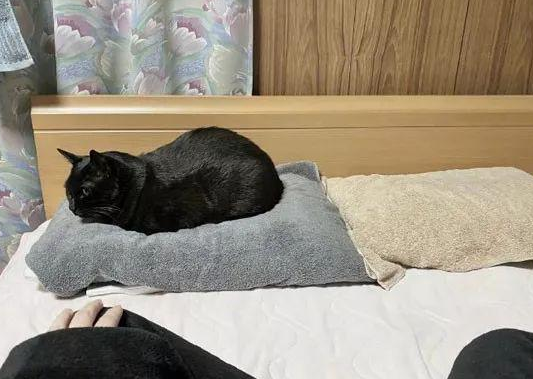 一到睡觉时间，猫就霸占枕头，于是铲屎官又买了一个后！