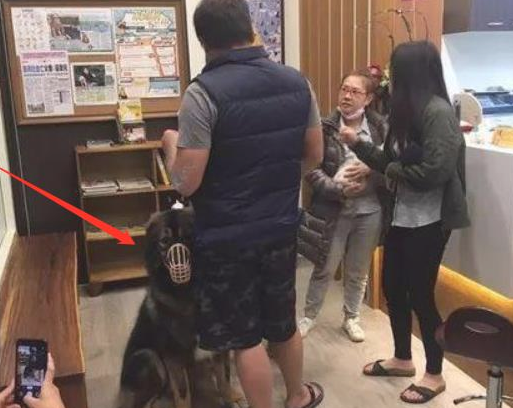 高加索犬注射不配合,2个壮男按着它,打过后狗儿急得冲大夫直叫 高加索犬注射不配合,2个壮男按着它,打过后狗儿急得冲大夫直叫