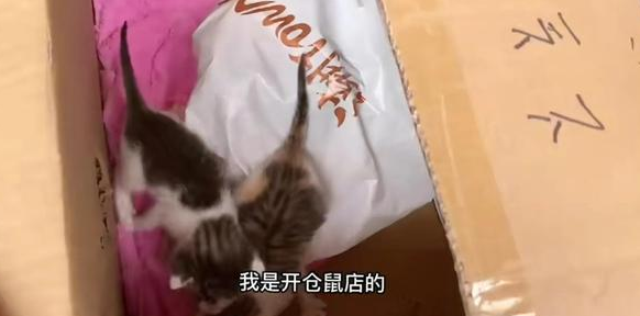 仓鼠店老板被迫养猫,直呼“我是卖仓许的啊!” 仓鼠店老板被迫养猫,直呼“我是卖仓许的啊!”