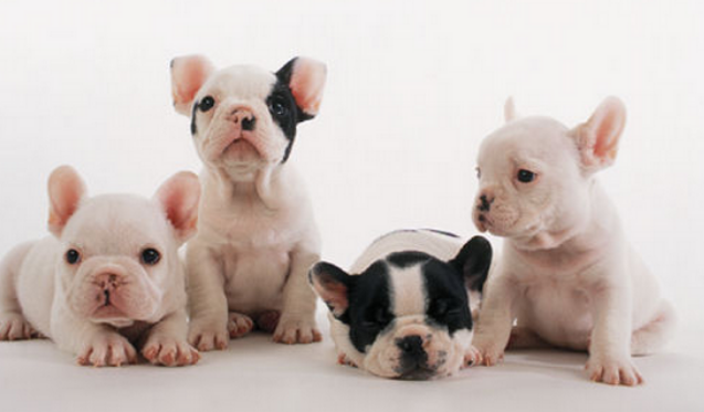 法国斗牛犬的优缺点 法国斗牛犬的优缺点