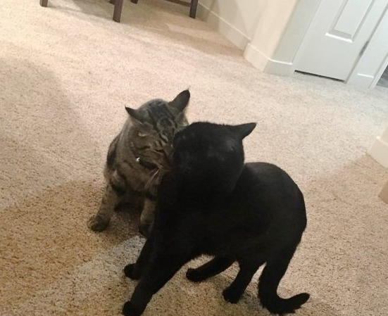 男孩大火中和爱猫失散 向圣诞爷爷许愿要牵引绳 男孩大火中和爱猫失散 向圣诞爷爷许愿要牵引绳