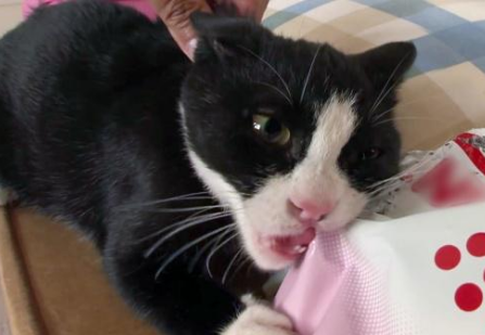 每时每刻都在寻找食物的猫，惹得主人头痛不已，真实原因让人心疼