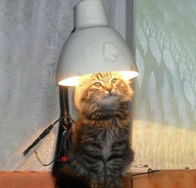 冬天猫咪十大取暖神器，据说集齐之后，可以召唤一大群喵星人！