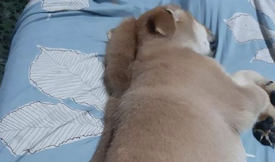 网友感觉狗狗跨下还压着一只狗,细心看过才明白,原先是它过胖了 网友感觉狗狗跨下还压着一只狗,细心看过才明白,原先是它过胖了