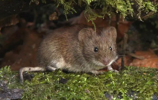 寿命只有两三年的灰尾田鼠请好好爱护它