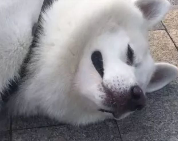 萨摩耶被泰迪欺压后,竟然委屈哭了,没有人了解狗亲身经历了哪些 萨摩耶被泰迪欺压后,竟然委屈哭了,没有人了解狗亲身经历了哪些