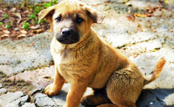农村大爷收养的田园犬,从不吃狗粮,竟胖成一只猪 农村大爷收养的田园犬,从不吃狗粮,竟胖成一只猪
