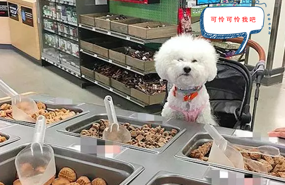 服务生正准备推销产品曲奇饼，看清婴儿车后：免费领取你