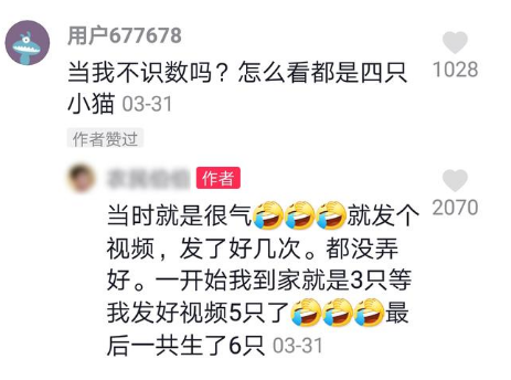 拥有吸猫体质是什么体验？下班回家，床上一下子多了7只猫！